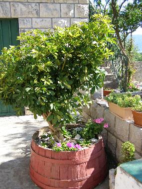 Appartement de vacances /en/au RAČIĆE (Dubrovacko-Neretvanska)ou appartement ou maison de vacances