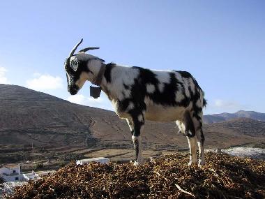 Appartement de vacances /en/au Playa Sta. Ins (Fuerteventura)ou appartement ou maison de vacances