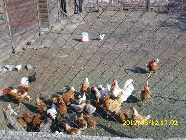 Maison de vacances /en/au 54534 (Eifel - Ahr)ou appartement ou maison de vacances