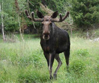 Maison de vacances /en/au Vrngfall (Smaland)ou appartement ou maison de vacances