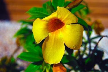 Appartement de vacances �/en/au Willemstad (Curacao)ou appartement ou maison de vacances