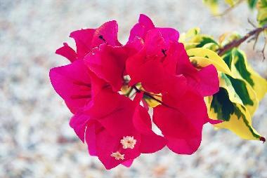 Appartement de vacances �/en/au Willemstad (Curacao)ou appartement ou maison de vacances