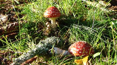 Maison de vacances /en/au Gieubel (Thringer Wald)ou appartement ou maison de vacances