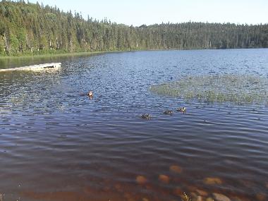 Chalet �/en/au Girardville (Quebec)ou appartement ou maison de vacances