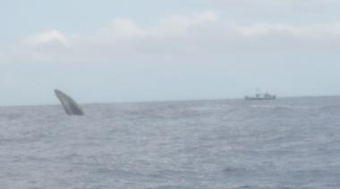 Appartement de vacances �/en/au David (Chiriqui)ou appartement ou maison de vacances