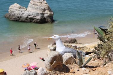 Appartement de vacances /en/au Portimo (Algarve)ou appartement ou maison de vacances