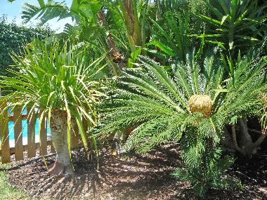 Villa /en/au Conil (Cdiz)ou appartement ou maison de vacances