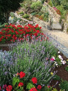 Appartement de vacances �/en/au Puerto de la Cruz (Teneriffa)ou appartement ou maison de vacances