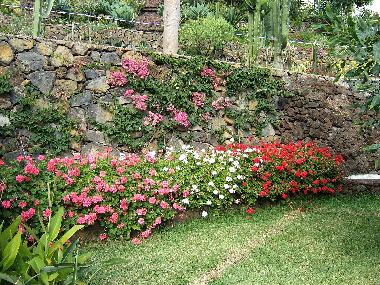 Appartement de vacances �/en/au Puerto de la Cruz (Teneriffa)ou appartement ou maison de vacances