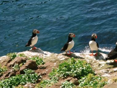 Appartement de vacances �/en/au Saudarkrokur (Skagafjardarsysla)ou appartement ou maison de vacances