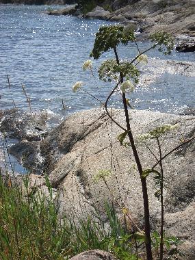 Villa /en/au Djurhamn (Stockholm)ou appartement ou maison de vacances