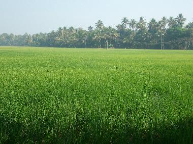 Maison de vacances �/en/au Kottayam (Kerala)ou appartement ou maison de vacances