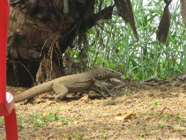 Maison de vacances �/en/au Kottayam (Kerala)ou appartement ou maison de vacances