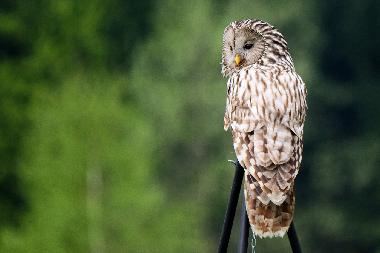 Maison de vacances /en/au Uherce Mineralne (Podkarpackie)ou appartement ou maison de vacances