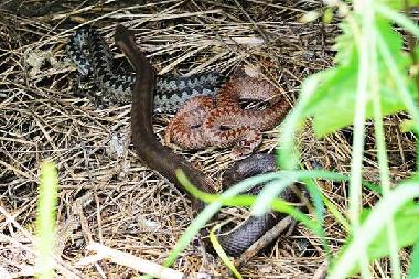 Maison de vacances /en/au Uherce Mineralne (Podkarpackie)ou appartement ou maison de vacances