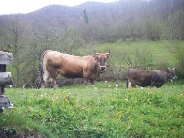 Appartement de vacances �/en/au CAMPO DE CASO (Asturias)ou appartement ou maison de vacances