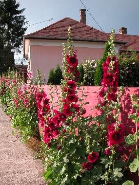 Maison de vacances /en/au Nagydobsza (Baranya)ou appartement ou maison de vacances