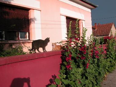 Maison de vacances /en/au Nagydobsza (Baranya)ou appartement ou maison de vacances