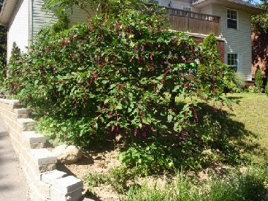 Maison de vacances �/en/au Niagara Falls (Ontario)ou appartement ou maison de vacances