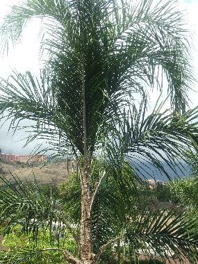 Appartement de vacances /en/au Puerto de la Cruz (Teneriffa)ou appartement ou maison de vacances