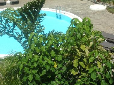 Appartement de vacances /en/au Puerto de la Cruz (Teneriffa)ou appartement ou maison de vacances