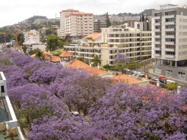 Appartement de vacances �/en/au Funchal (Madeira)ou appartement ou maison de vacances