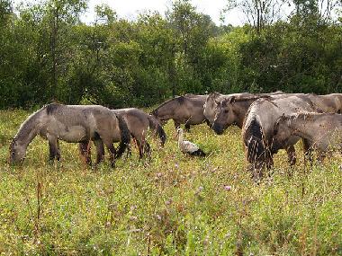 Appartement de vacances �/en/au Liepaja (Lettland)ou appartement ou maison de vacances