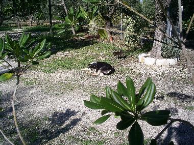 Appartement de vacances /en/au Vieste (Foggia)ou appartement ou maison de vacances