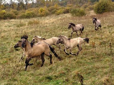 Appartement de vacances �/en/au Liepaja (Lettland)ou appartement ou maison de vacances