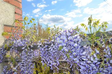 Chambre avec petit djeuner /en/au Lucignano (Arezzo)ou appartement ou maison de vacances