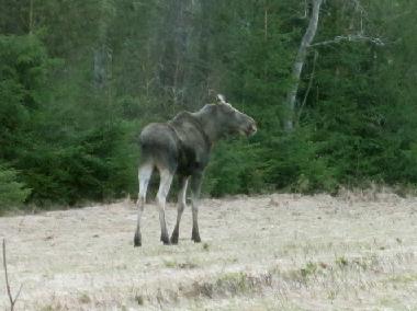 Maison de vacances �/en/au Kr�kshult / Mariannelund (Smaland)ou appartement ou maison de vacances