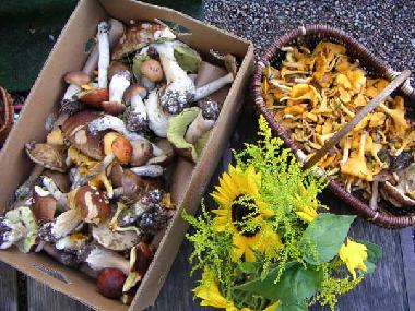 Maison de vacances �/en/au Kr�kshult / Mariannelund (Smaland)ou appartement ou maison de vacances