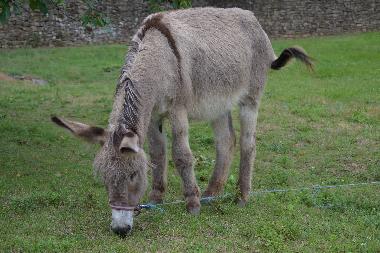 Maison de vacances /en/au Saint-Brs (Gard)ou appartement ou maison de vacances