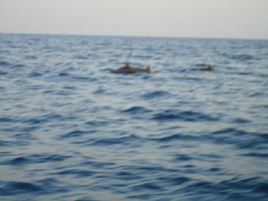 Villa �/en/au Ume Anyar (Bali)ou appartement ou maison de vacances