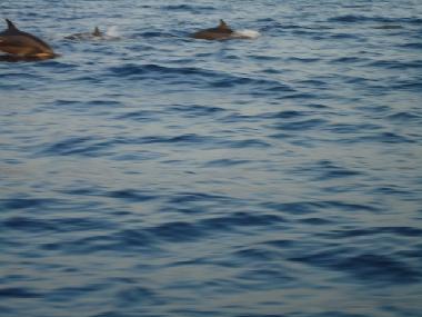 Villa �/en/au Ume Anyar (Bali)ou appartement ou maison de vacances