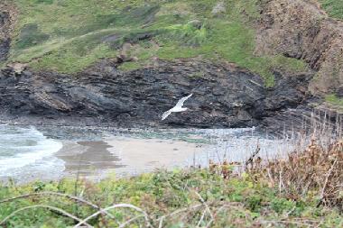 Maison de vacances �/en/au Camelford (South West)ou appartement ou maison de vacances