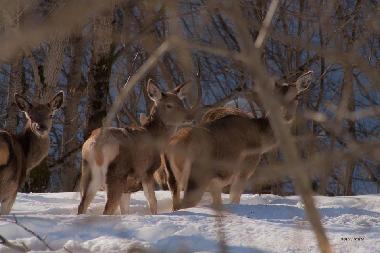Maison de vacances /en/au San Pietro della Ienca (L