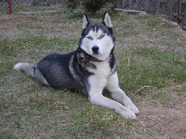 Appartement de vacances �/en/au Tryavna (Gabrovo)ou appartement ou maison de vacances