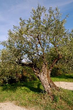 Appartement de vacances /en/au Reggello-Fi (Firenze)ou appartement ou maison de vacances