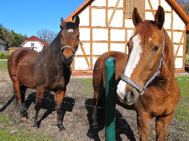 Maison de vacances /en/au Nowe Warpno (Zachodniopomorskie)ou appartement ou maison de vacances