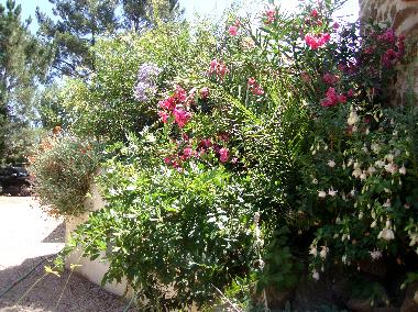Chambre avec petit djeuner /en/au Caneiro - Mas de Dona Maria (Pinhal Litoral)ou appartement ou maison de vacances