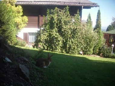 Jardin avec un invit