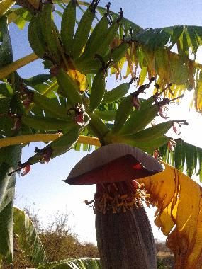 Chalet /en/au Monda (Mlaga)ou appartement ou maison de vacances