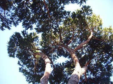 Appartement de vacances �/en/au Anzio - Lavinio (Roma)ou appartement ou maison de vacances