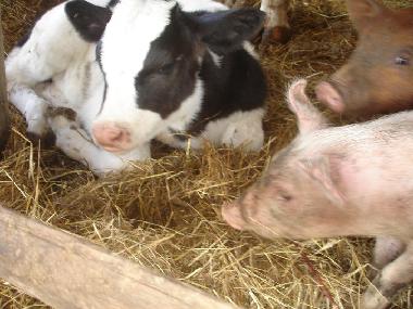 Chalet �/en/au anagni (Roma)ou appartement ou maison de vacances