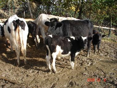 Chalet �/en/au anagni (Roma)ou appartement ou maison de vacances