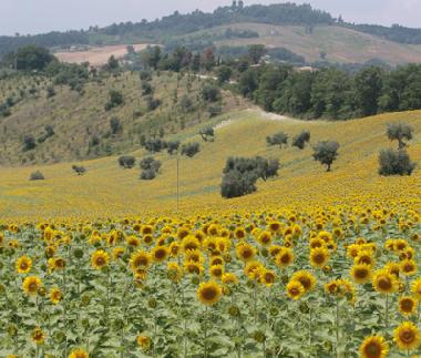 Appartement de vacances �/en/au Staffolo (Ancona)ou appartement ou maison de vacances