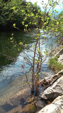 Maison de vacances �/en/au Travo (Haute-Corse)ou appartement ou maison de vacances