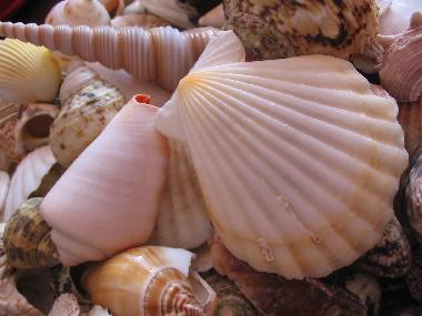 Maison de vacances �/en/au Travo (Haute-Corse)ou appartement ou maison de vacances