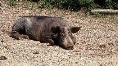 Maison de vacances �/en/au Travo (Haute-Corse)ou appartement ou maison de vacances